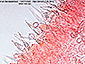 Lactarius flavoaspideus