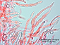 Russula pseudoaeruginea