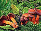Cortinarius cinnabarinus
