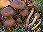 Cortinarius cinnamomeus