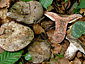 Russula albonigra f. pseudonigricans