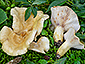 Lactarius flavoaspideus