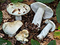 Russula raoultii