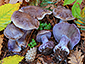 Cortinarius purpurascens