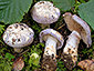 Cortinarius caesiocolor