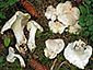 Albatrellus ovinus