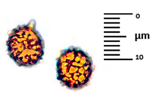 Lactarius lilacinus spore