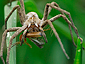 Ragno - Spider