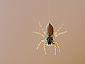 Ragno - Spider