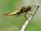 Libellula - Dragonfly