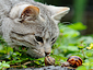 Cat and snails