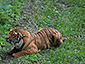 Panthera tigris jacksoni