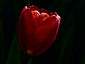 Tulip sp.